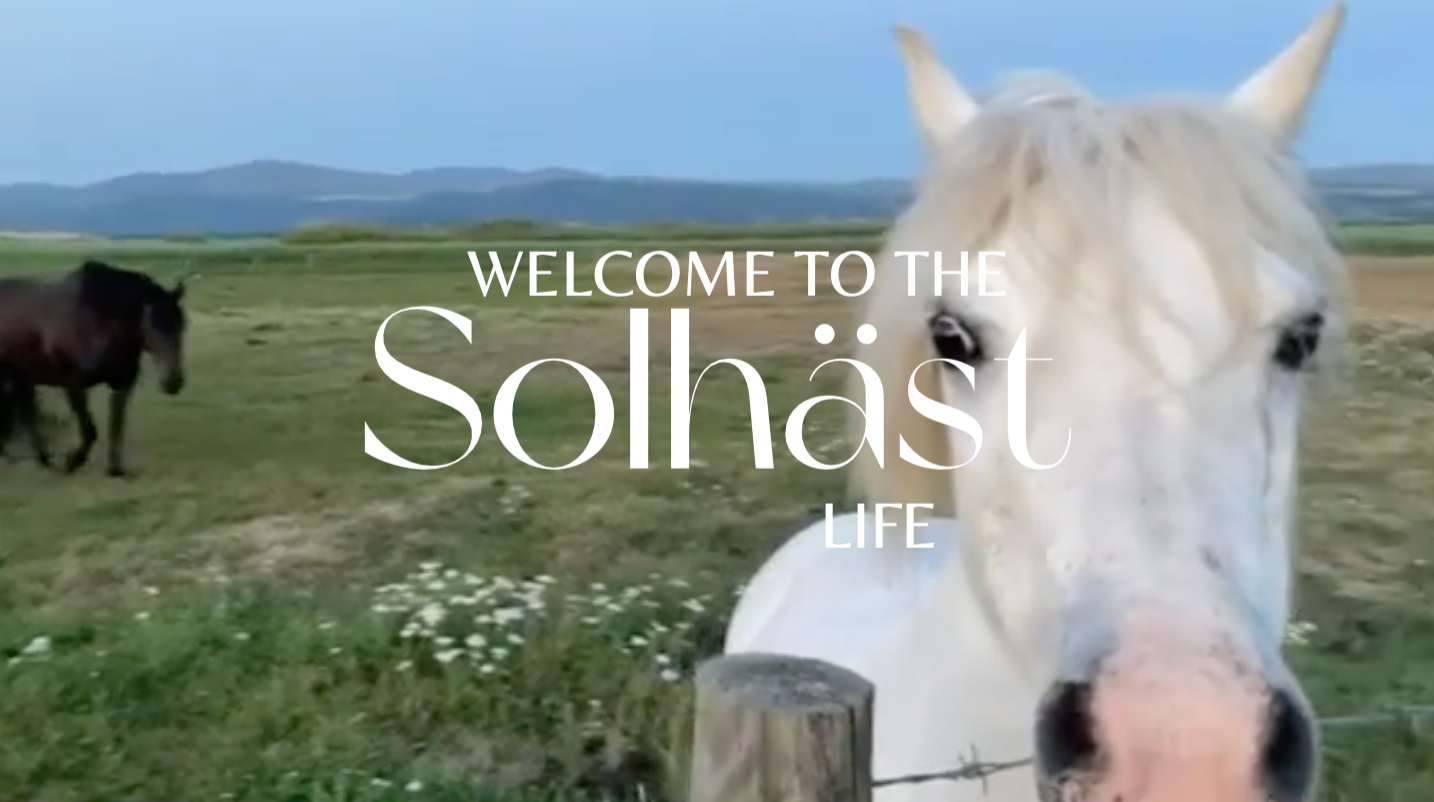 Load video: A white horse approaches a viewer from a distance in a relaxed coastal environment